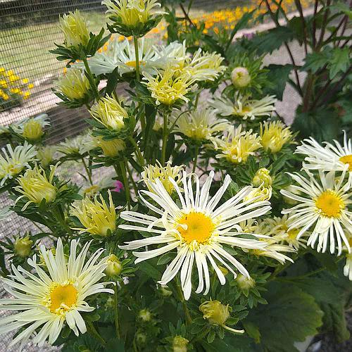 Aster-da-China Pluma de Avestruz Dobrada Sortida