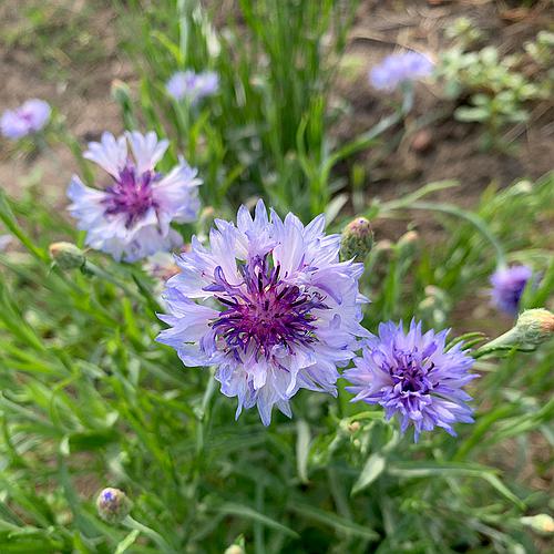 Centaurea Soneto