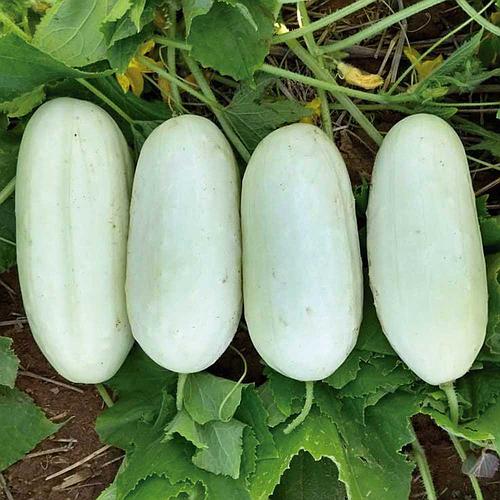 Pepino Branco Meio Comprido