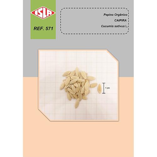 571   CONFERÊNCIA VARIETAL