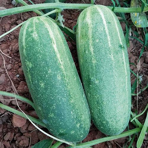 Pepino Organico Caipira