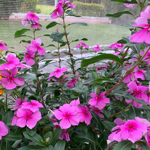 Vinca Sortida Boa Noite